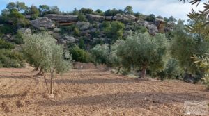 Detalle de Finca en plena producción con casa de piedra en Alcañiz. con privacidad por 53.000€