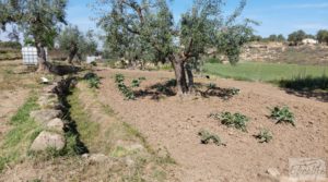 Vendemos Villa en Caspe con olivos, huertos y frutales. con fosa séptica