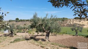 Vendemos Villa en Caspe con olivos, huertos y frutales. con porche