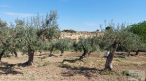 Villa en Caspe con olivos, huertos y frutales. en oferta con porche