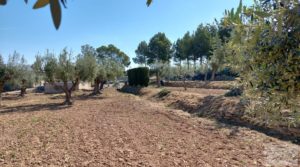 Foto de Villa en Caspe con olivos, huertos y frutales. con fosa séptica