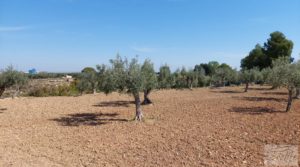 Foto de Villa en Caspe con olivos, huertos y frutales. con fosa séptica