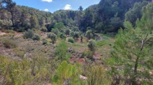 Se vende Finca de 11 hectáreas en Ráfales con encinas truferas y frutales. con privacidad