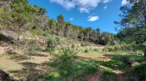 Finca de 11 hectáreas en Ráfales con encinas truferas y frutales. a buen precio con ambiente natural por 58.000€