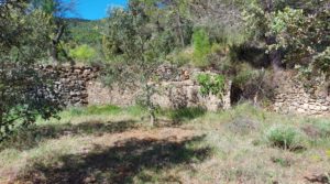 Finca de 11 hectáreas en Ráfales con encinas truferas y frutales. en venta con ambiente natural