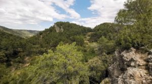 Foto de Finca de 11 hectáreas en Ráfales con encinas truferas y frutales. con ambiente natural por 58.000€