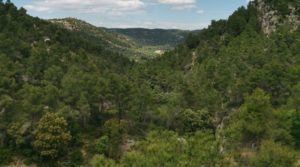 Detalle de Finca de 11 hectáreas en Ráfales con encinas truferas y frutales. con ambiente natural por 58.000€