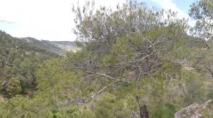 Detalle de Finca de 11 hectáreas en Ráfales con encinas truferas y frutales. con buenos accesos por 58.000€