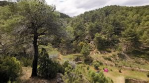 Finca de 11 hectáreas en Ráfales con encinas truferas y frutales. en oferta con ambiente natural por 58.000€