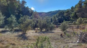 Foto de Finca de 11 hectáreas en Ráfales con encinas truferas y frutales. en venta con buenos accesos