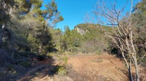 Finca de 11 hectáreas en Ráfales con encinas truferas y frutales. a buen precio con buenos accesos