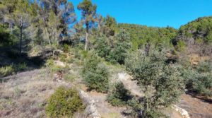 Foto de Finca de 11 hectáreas en Ráfales con encinas truferas y frutales. en venta con ambiente natural