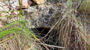 Vendemos Finca de 11 hectáreas en Ráfales con encinas truferas y frutales. con ambiente natural