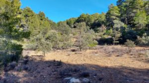 Detalle de Finca de 11 hectáreas en Ráfales con encinas truferas y frutales. con ambiente natural