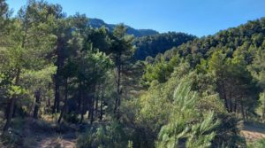 Foto de Finca de 11 hectáreas en Ráfales con encinas truferas y frutales. con privacidad por 58.000€