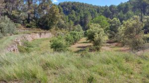 Foto de Finca de 11 hectáreas en Ráfales con encinas truferas y frutales. con ambiente natural