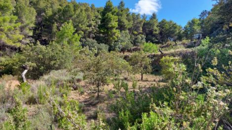 Finca de 11 hectáreas en Ráfales con encinas truferas y frutales.