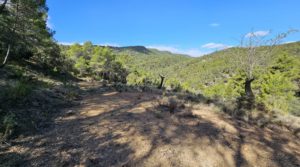 Finca de 11 hectáreas en Ráfales con encinas truferas y frutales. a buen precio con buenos accesos