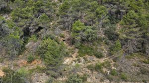 Foto de Finca de 11 hectáreas en Ráfales con encinas truferas y frutales. en venta con ambiente natural por 58.000€