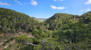 Foto de Finca de 11 hectáreas en Ráfales con encinas truferas y frutales. en venta con privacidad