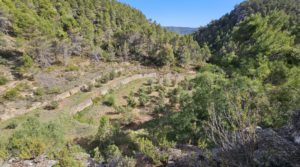 Finca de 11 hectáreas en Ráfales con encinas truferas y frutales. a buen precio con buenos accesos