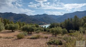 Finca de olivos y masía de piedra en La Ginebrosa. para vender con buenos accesos