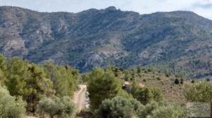 Detalle de Finca de olivos y masía de piedra en La Ginebrosa. con vistas extraordinarias por 80.000€