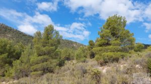 Detalle de Finca de olivos y masía de piedra en La Ginebrosa. con vistas extraordinarias por 80.000€