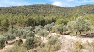 Finca de olivos y masía de piedra en La Ginebrosa. a buen precio con vistas extraordinarias por 80.000€