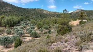 Finca de olivos y masía de piedra en La Ginebrosa. en oferta con vistas extraordinarias por 80.000€