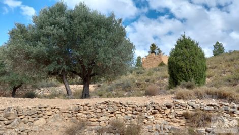 Finca de olivos y masía de piedra en La Ginebrosa.
