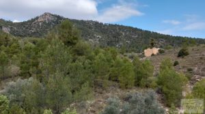 Vendemos Finca de olivos y masía de piedra en La Ginebrosa. con vistas extraordinarias