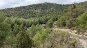 Finca de olivos y masía de piedra en La Ginebrosa. en oferta con buenos accesos