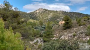 Finca de olivos y masía de piedra en La Ginebrosa. a buen precio con buenos accesos por 80.000€