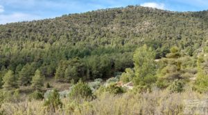 Detalle de Finca de olivos y masía de piedra en La Ginebrosa. con vistas extraordinarias