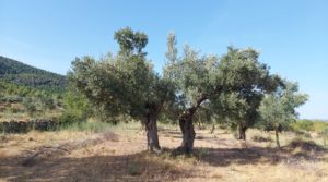 Finca en Fuentespalda con masía de adobe. en venta