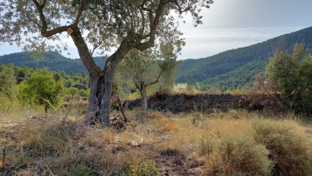 Finca en Fuentespalda con masía de adobe.