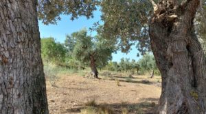 Se vende Finca en Fuentespalda con masía de adobe.