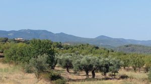 Finca en Fuentespalda con masía de adobe. en oferta