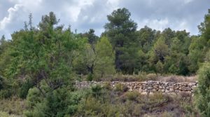 Finca en Fuentespalda, en la Sierra dels Ports en oferta con privacidad por 160.000€