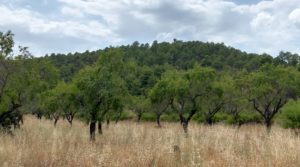 Finca en Fuentespalda, en la Sierra dels Ports en venta con buenos accesos por 160.000€