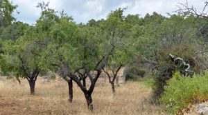 Foto de Finca en Fuentespalda, en la Sierra dels Ports con tranquilidad