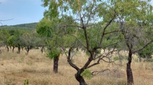 Foto de Finca en Fuentespalda, en la Sierra dels Ports en venta con privacidad