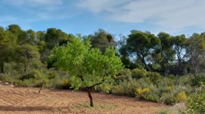 Propiedad en Alcañiz con gran construcción antigua. en oferta por 36.000€