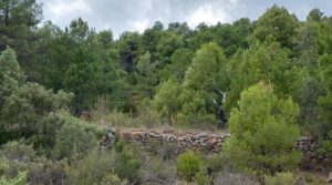 Detalle de Finca en Fuentespalda, en la Sierra dels Ports con privacidad por 160.000€