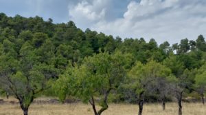 Finca en Fuentespalda, en la Sierra dels Ports para vender con tranquilidad