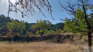 Foto de Finca de almendros y olivos en Fuentespalda. en venta con buenos accesos por 33.000€