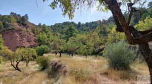 Detalle de Finca de almendros y olivos en Fuentespalda. con privacidad y tranquilidad