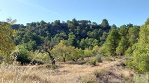 Vendemos Finca de almendros y olivos en Fuentespalda. con privacidad y tranquilidad