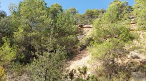 Detalle de Finca de almendros y olivos en Fuentespalda. con buenos accesos